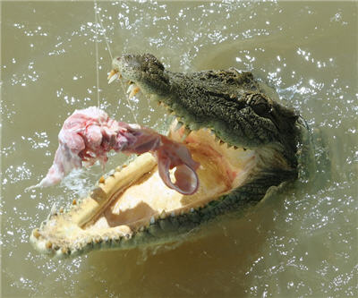 CHART: Yawning gap opens up between US stocks, metal prices