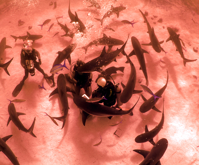 Cardero shareholders abandon ship after creditors allege default