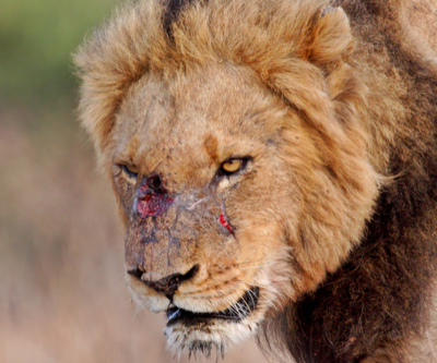 South African strikes hit annual mining production, drops 8.3%