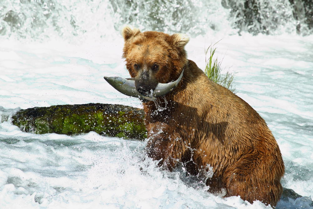 Chinese investors make foray into Alaskan mining