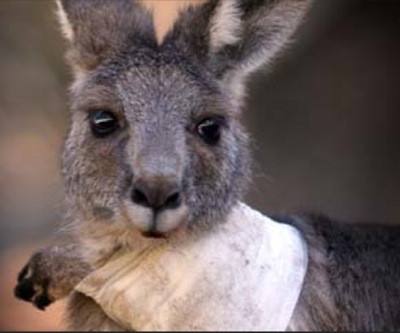 Job cuts in Australia’s coal sector climb to 11,000