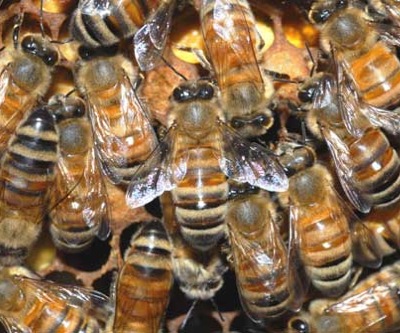 bees