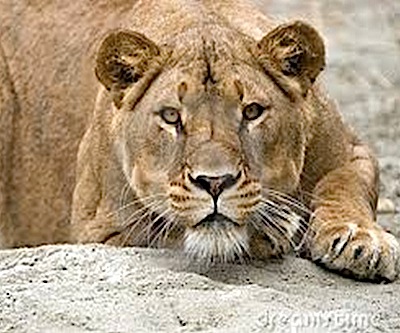 South Africa’s mining sector watchful: gold wage talks coming up