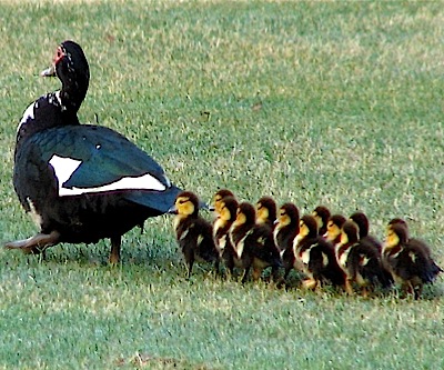 Analysts expects several banks to follow JPMorgan commodities exit