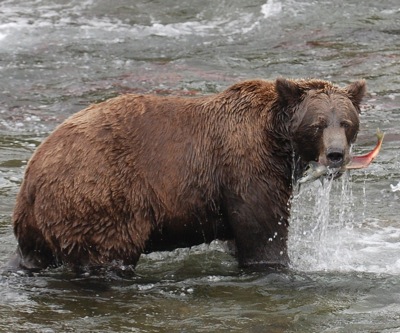 Anglo American under fire for planned gold-copper mine in Alaska
