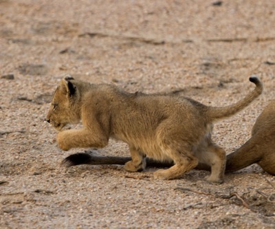 African Barrick new CEO wants to split from Canadian parent