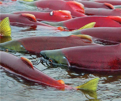 EPA published final Bristol Bay mining assessment