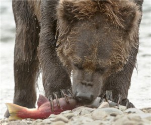 EPA blocks Pebble mine permitting