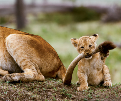 African Barrick seeks new name after partially splitting from Canadian parent