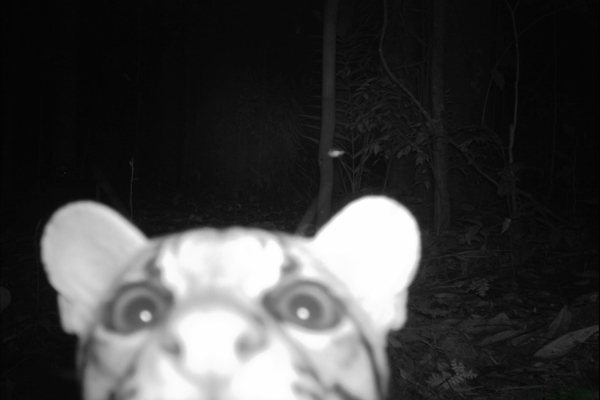 Wild cat rips apart plans for giant Arizona copper mine