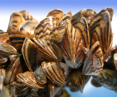 Minnesota dumps potash into lake to kill zebra mussels