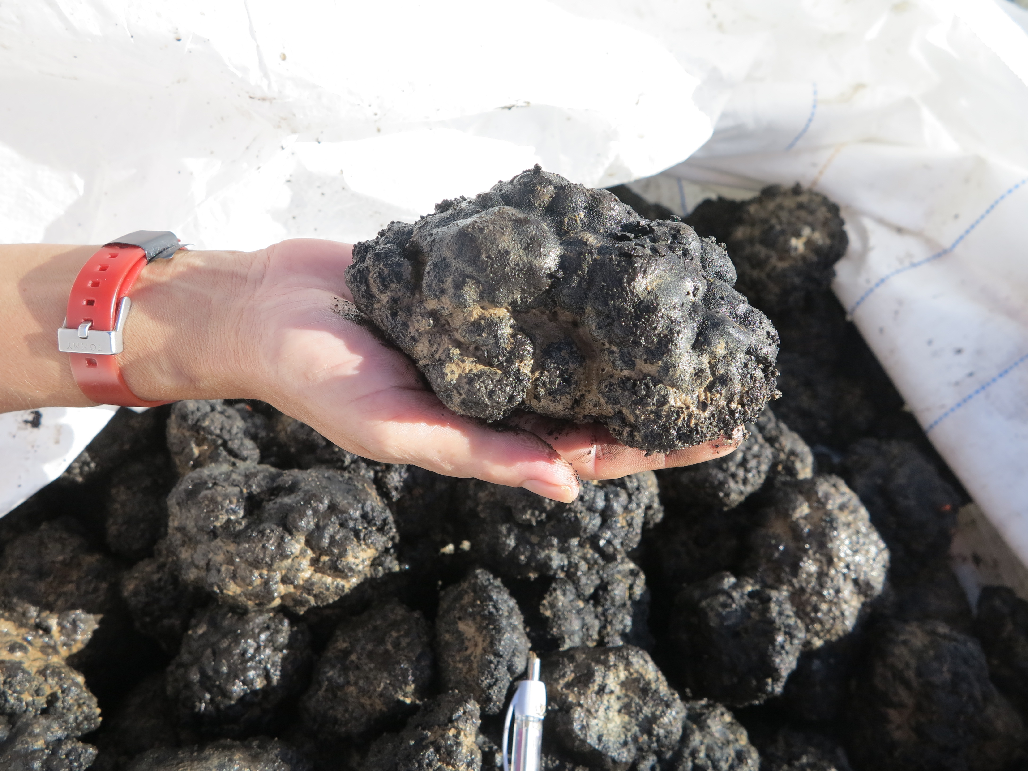 Conservation body calls for global moratorium on deep-sea mining