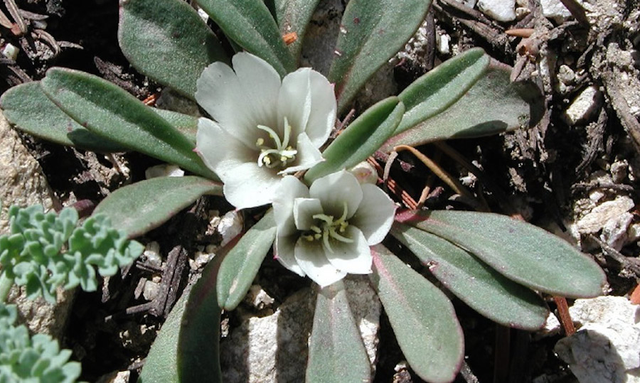 Rare plant species standing in the way of Idaho moly mine