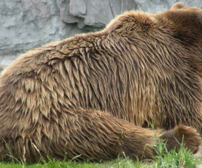 World Bank's a gold price bear