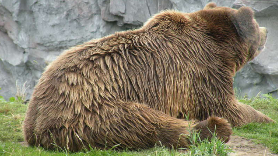 World Bank's a gold price bear