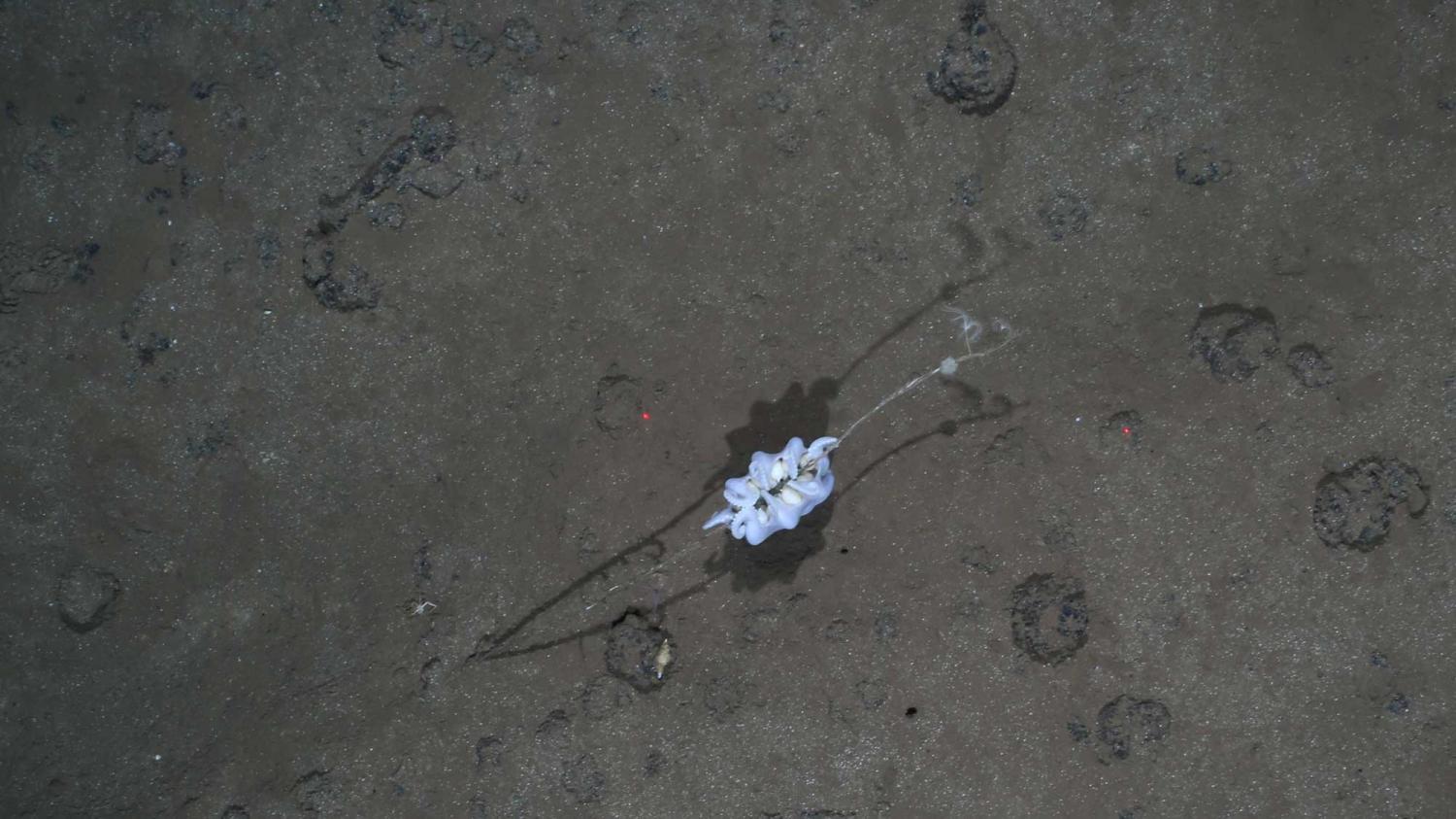 Newly found ‘ghost octopods’ at risk from deep-sea mining