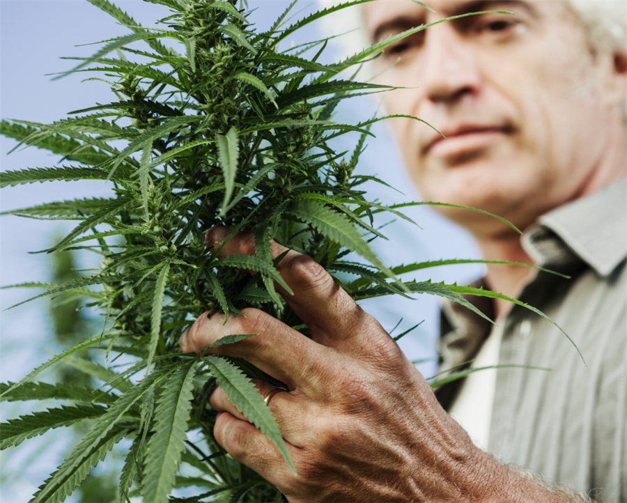 How to survive mining slump? One gold company is turning to hemp