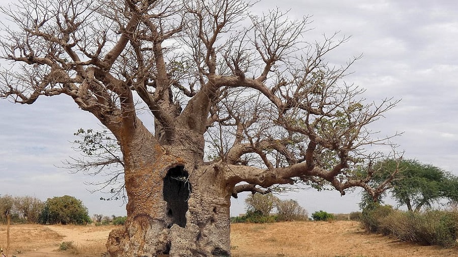 Managem acquires Senegal's Boto gold project