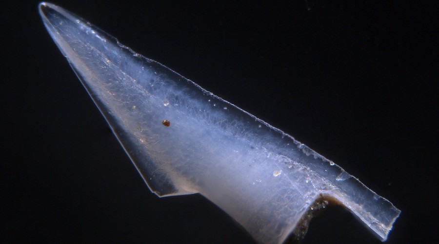 Fossilized fish linked to rare earths deposits