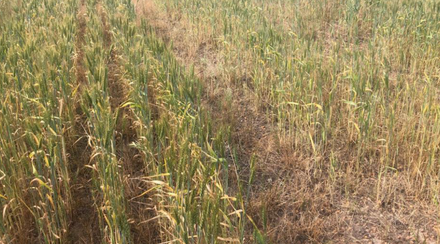 Lithium Australia tests battery metals on wheat crops