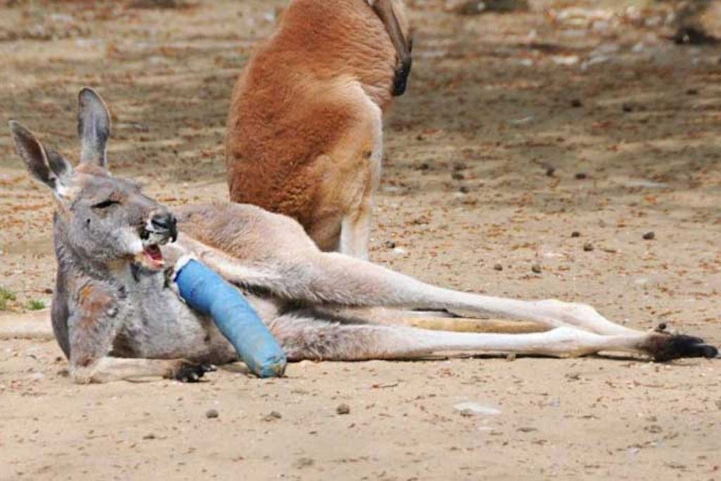 Copper price: After China ban Australia had no problem finding new concentrate buyers