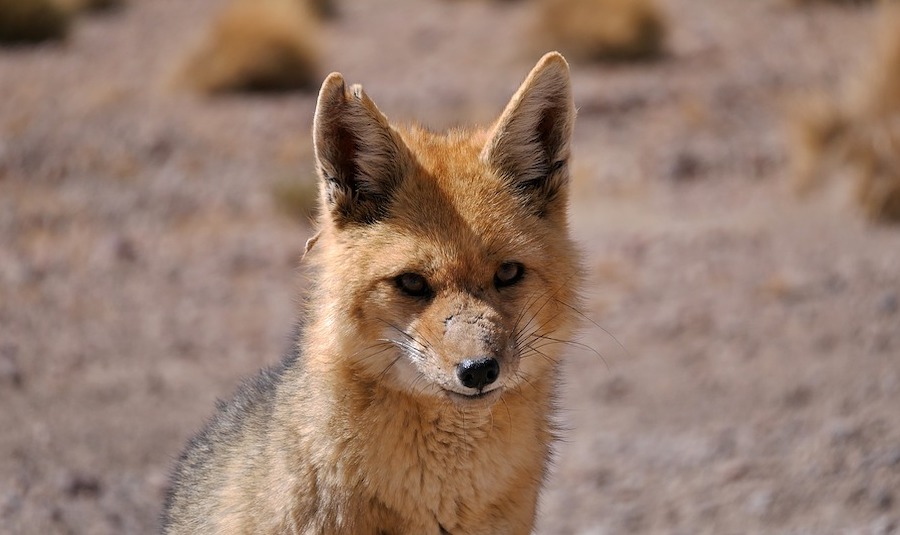 Foxes add to Gold Fields headaches in Chile