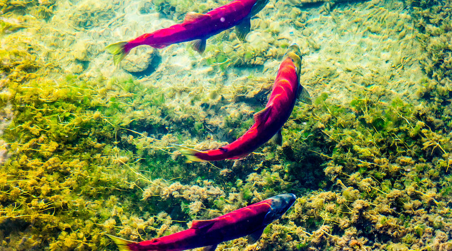 Researchers call for science-based policies given impacts of mining on salmon, trout