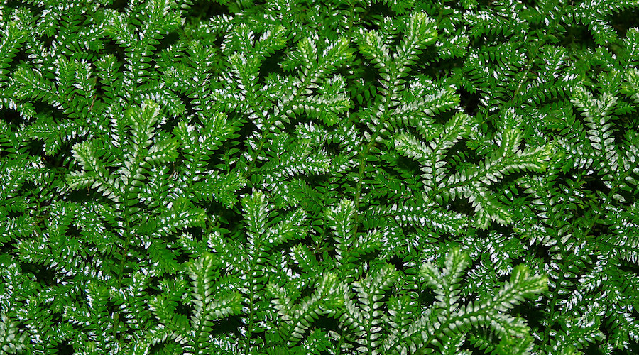 Primitive vegetation played key role in composition of earth’s continental rocks