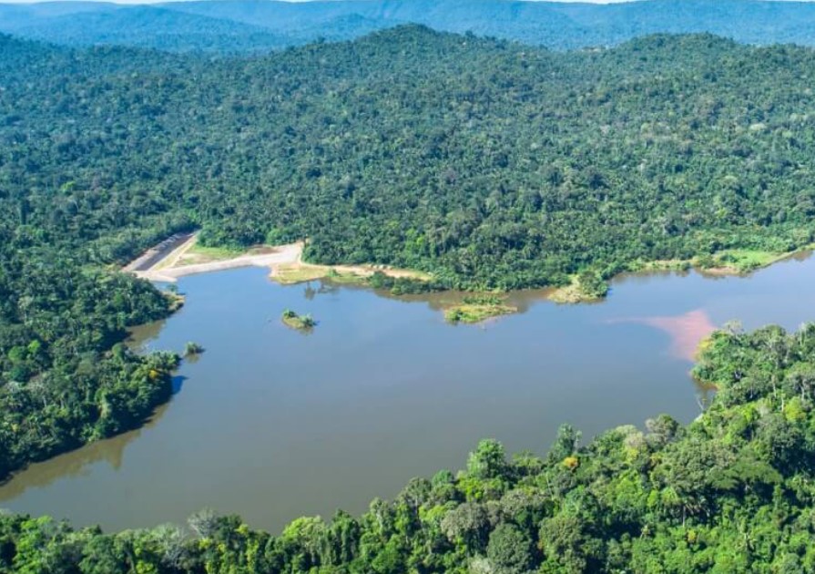 Vale, other large companies leading reforestation program in Brazil