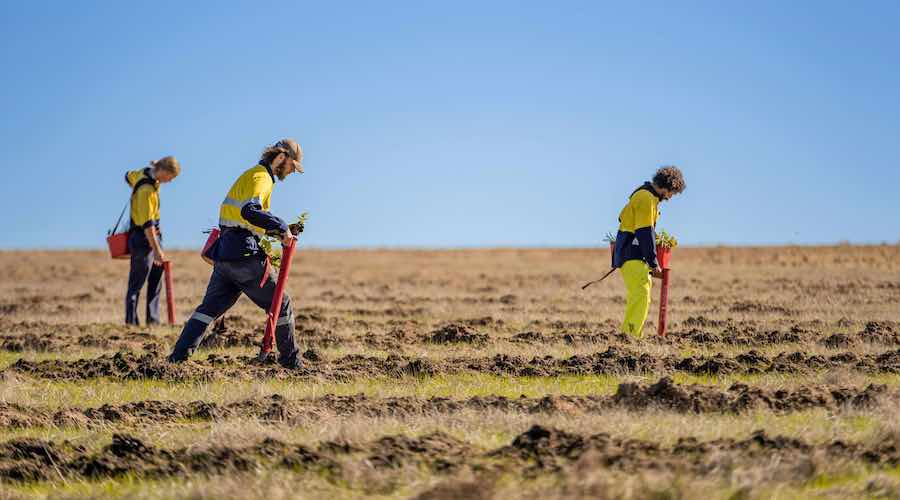 Nativ Carbon completes largest reforestation project ever in Australia