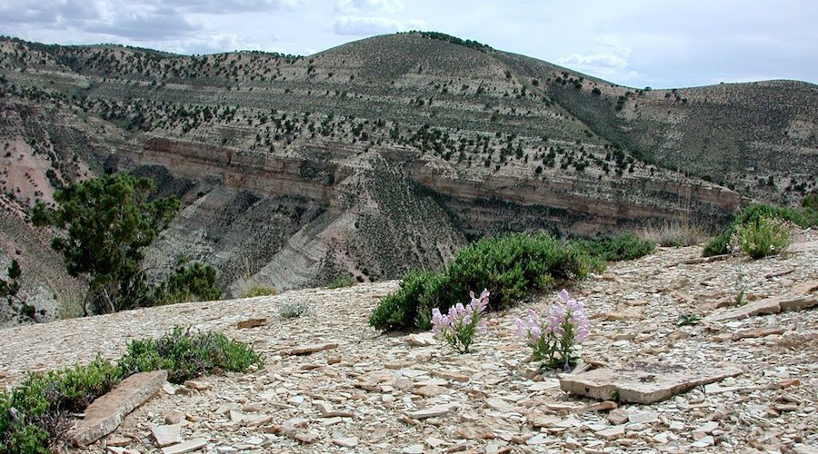 New model allows for balancing rare plant protection, mine development