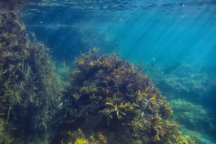 Canada to not permit sea floor mining without ‘rigorous’ regulations