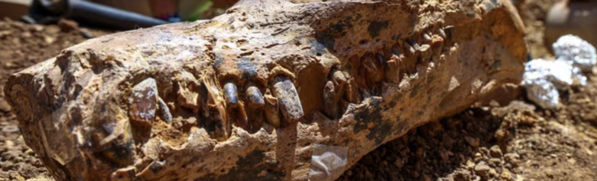 BHP’s Project Dig unearths 100-million-year-old fossil in Western Queensland