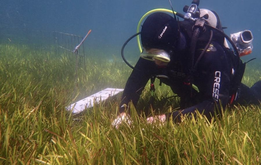 BHP names recipients of grants program to grow Australian blue carbon market