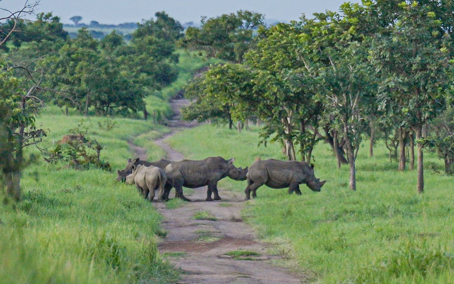 Barrick paves way for reintroducing the white rhino to national park in DRC