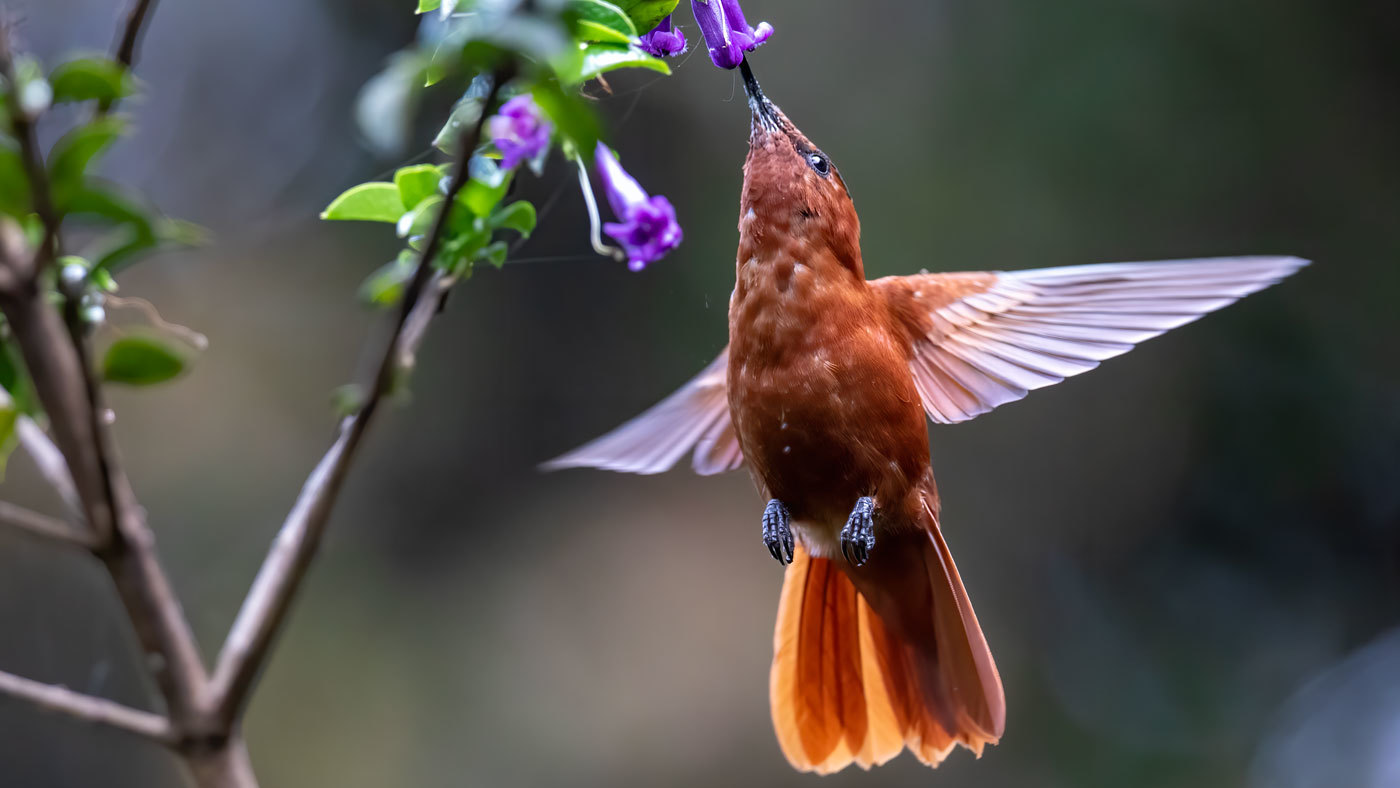 Teck donates $7.5 million to Chilean Nature Fund