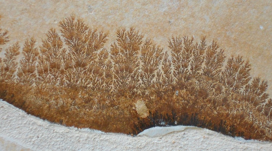 Mineral dendrites reveal rocks’ history