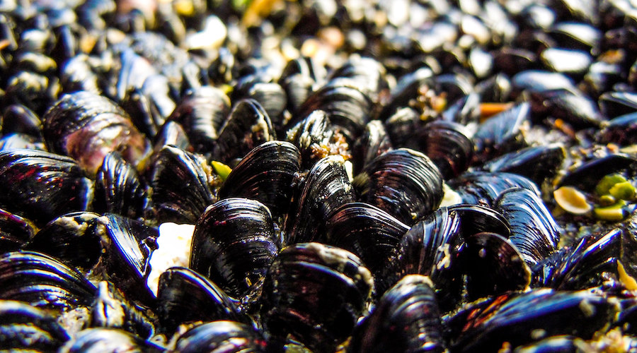 Mussels