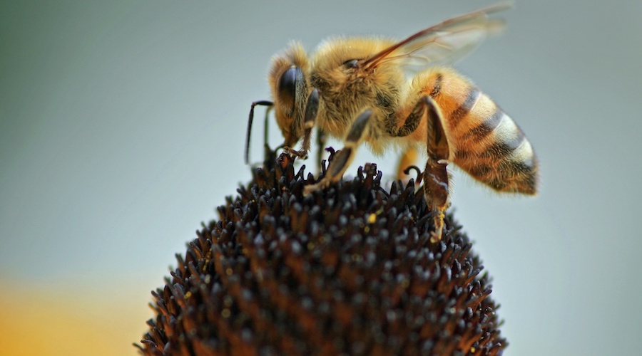 Routes of electric trackless vehicles may be inspired by honeybees