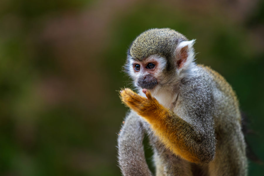 Vale Institute of Technology, ICMBio to execute genetic sequencing of plants and animals in Brazil