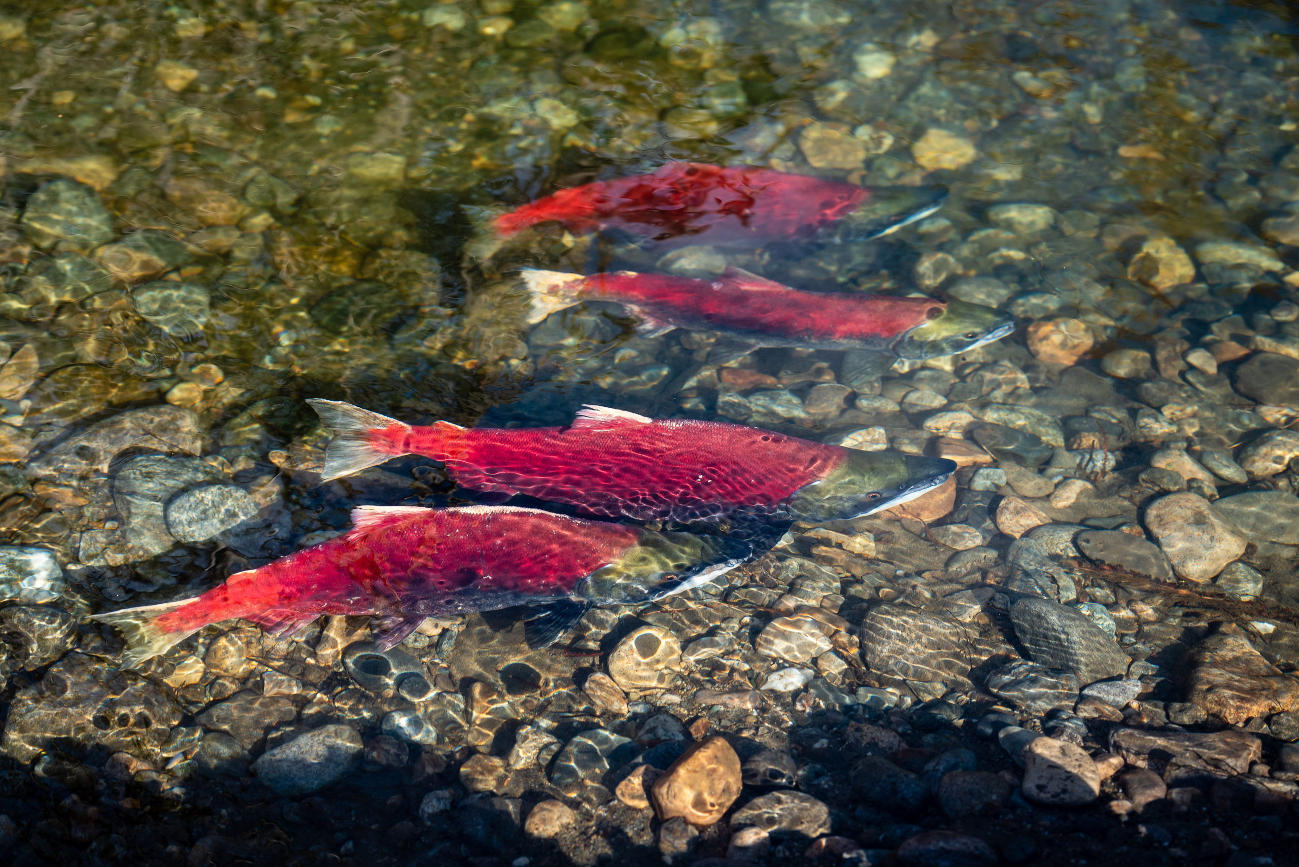 Study points to mining conflict emerging at future salmon habits along BC-Alaska border