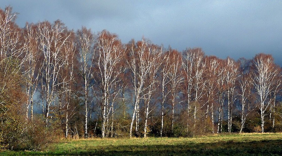 Next-gen LEDs may substitute platinum, iridium with birch leaves