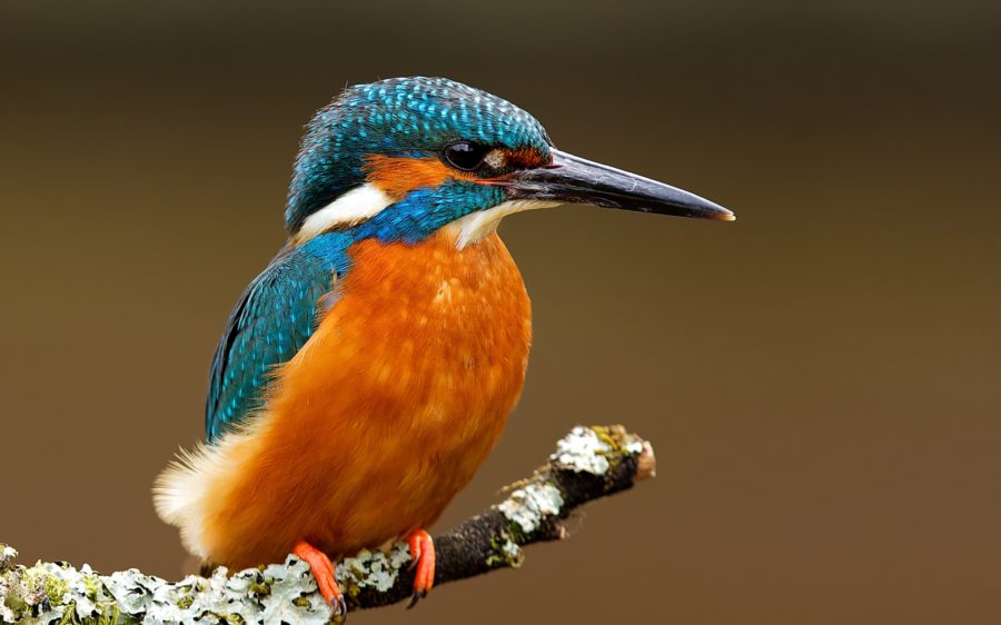 Gold mining spreads mercury to tropical birds, study says