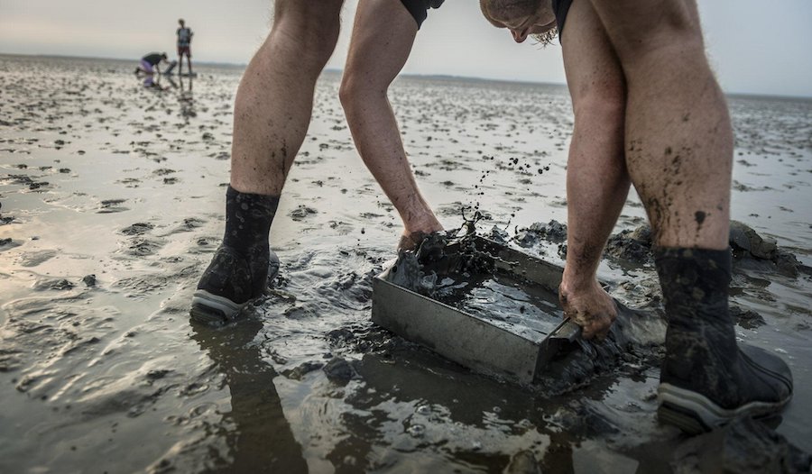Scientists call for long-term research to inform decisions on mining in the Wadden Sea
