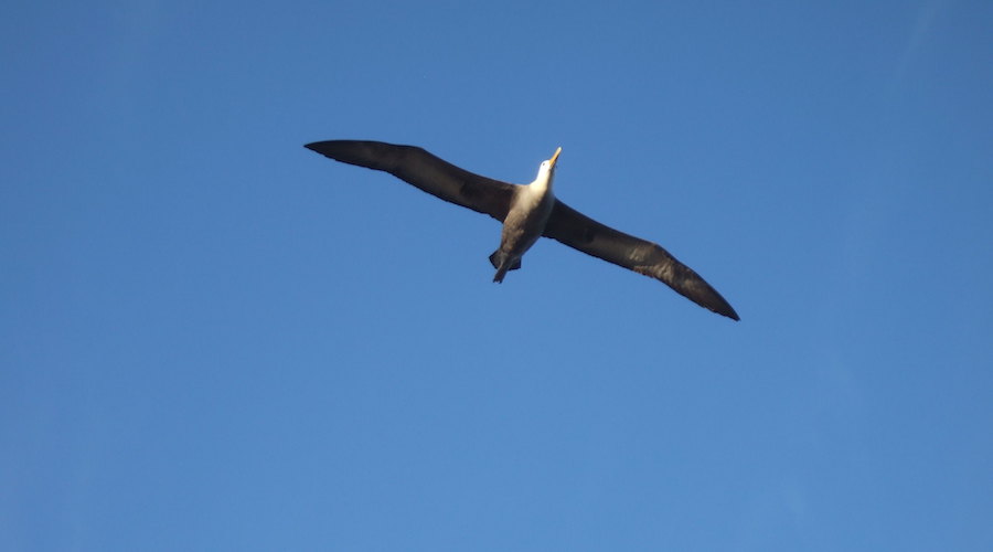 Most seabirds off northern Californian coast unlikely to collide with future wind turbines – study