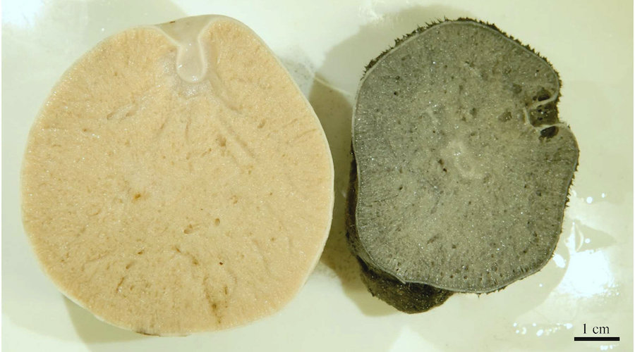 Sponges, brittle stars likely affected by deep-sea mining – study