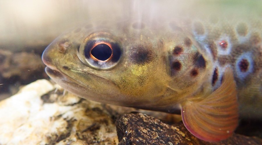 Mine pollution has isolated British trout — study