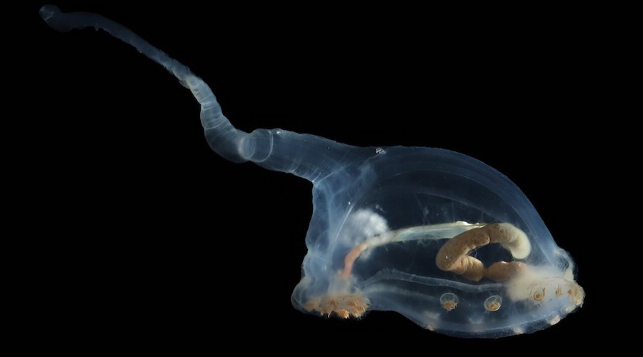 Pink sea pigs, transparent sea cucumbers discovered in area targeted by deep-sea miners